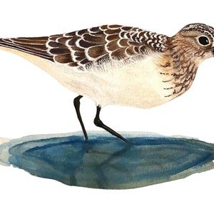 Cartão postal de aquarela pintada à mão de um maçarico, papel cartão fosco. 4" x 6"