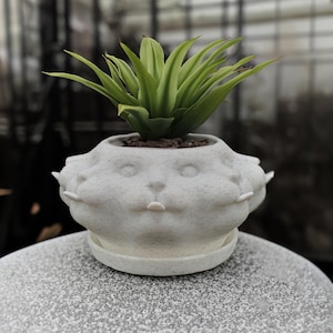 Cat Tongue Plant - Etsy
