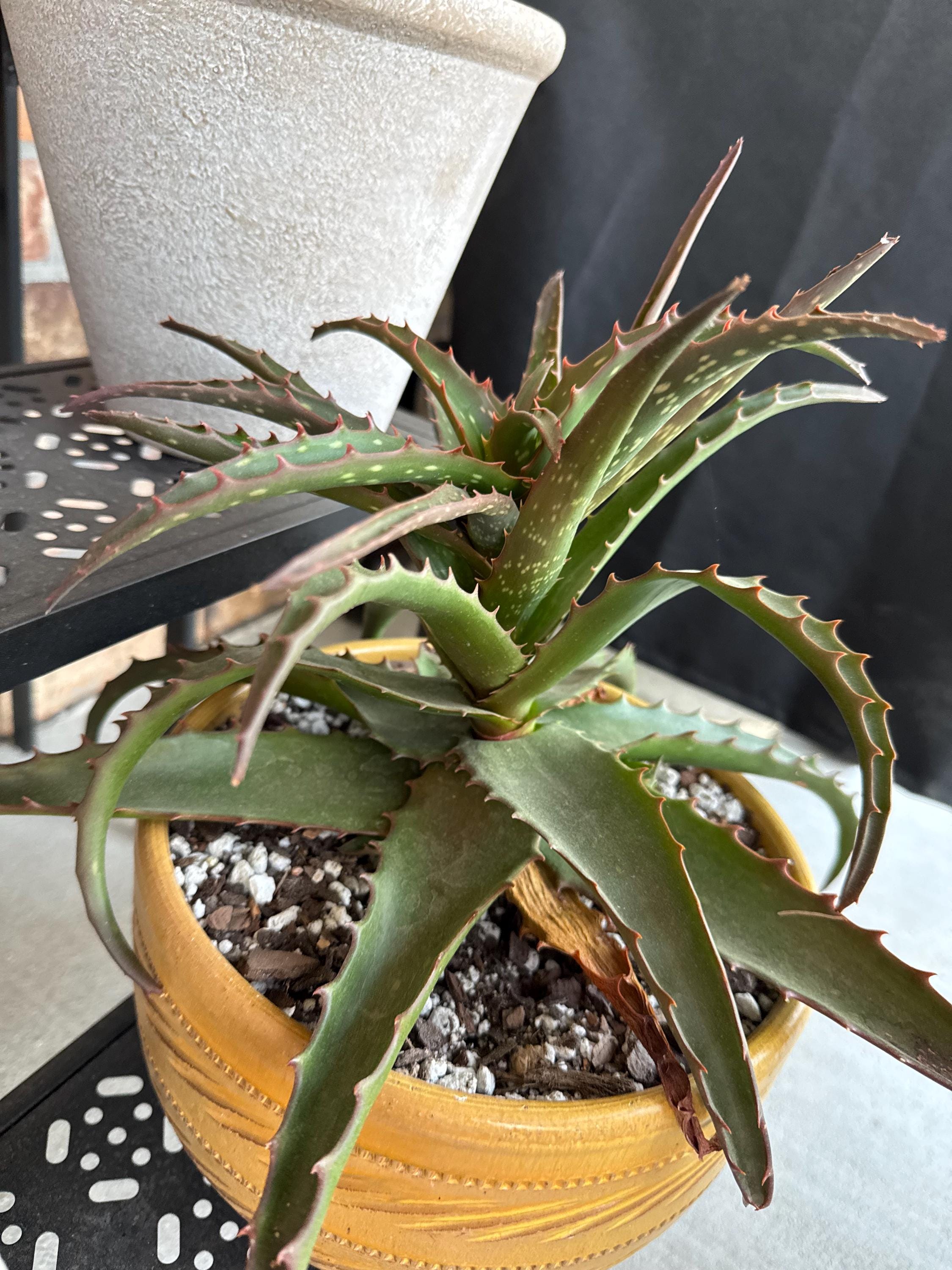 Aloe hybrid plant - Etsy 日本