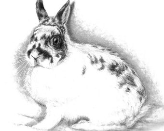 8x10" Custom Pencil Sketch of Your Pet Rabbit, Bunny Companion A Lifelike Drawing Working from Your Photos