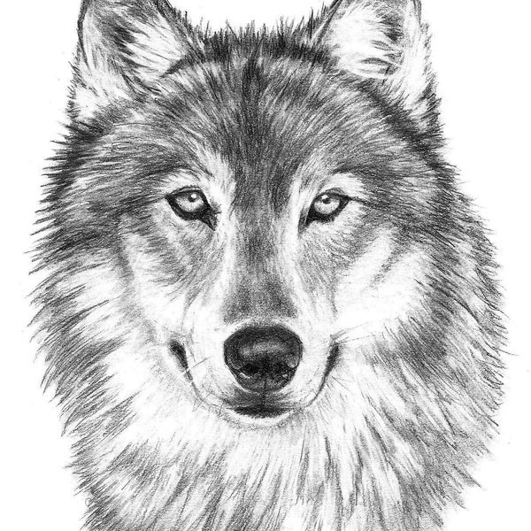 Print of Hand Drawn Grey Wolf Art Print Sketch of Dog Pencil Pet Portrait Hand Drawn Lifelike Wildlife Art