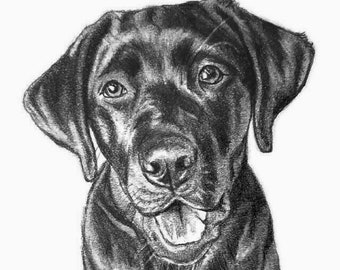 Custom Pet Portrait of Lab or Your Dog Hand Drawn Pencil Sketch Gift Art Small Mini Special Sketch 4x6" Size