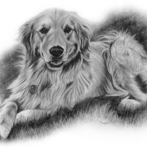 8x10 Golden Retriever Hand Drawn Pencil Sketch From Photo Customized Art Mom Gifts Lifelike Pet Portrait image 1