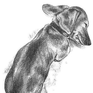 6x8&quot; Hand Drawn Pet Portrait of Doxie/Dachshund Puppy Sleeping Graphite Pencil Artwork Breed Gift Idea