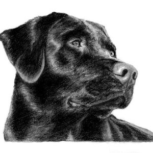 8x10 Black Lab/Labrador Dog Sketch Pet Portrait Print of Original Hand Drawn Pencil Drawing Lifelike Ships Fast image 2