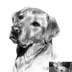 Puede incluir: Un dibujo a lápiz en blanco y negro de la cabeza y los hombros de un perro Labrador Retriever. El perro está mirando hacia la izquierda de la imagen. El dibujo está etiquetado como "Sketch" y "Org Photo" en la esquina inferior derecha.
