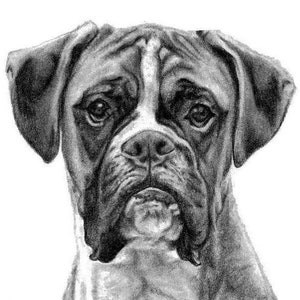 Puede incluir: Un dibujo a lápiz en blanco y negro de un perro Boxer mirando directamente al espectador. El perro tiene una expresión seria y su pelaje está detallado con sombreado.