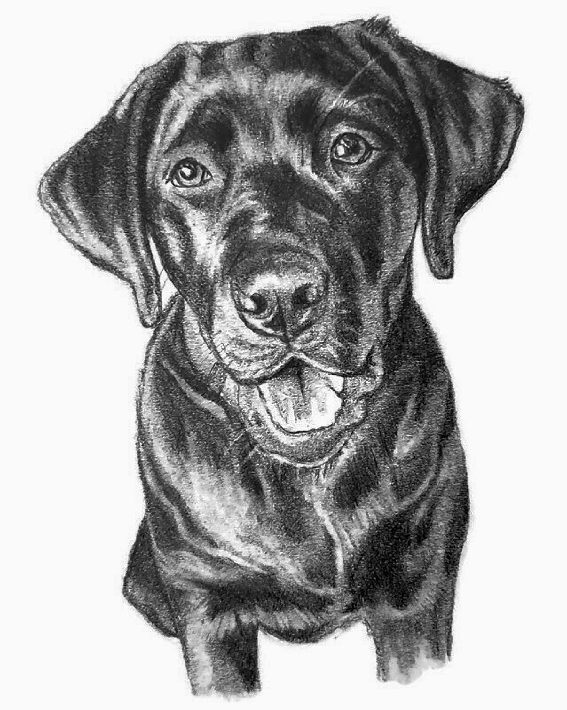 Custom Pet Portrait Best Seller Hand Drawn Pencil Sketch Art - Etsy  Australia