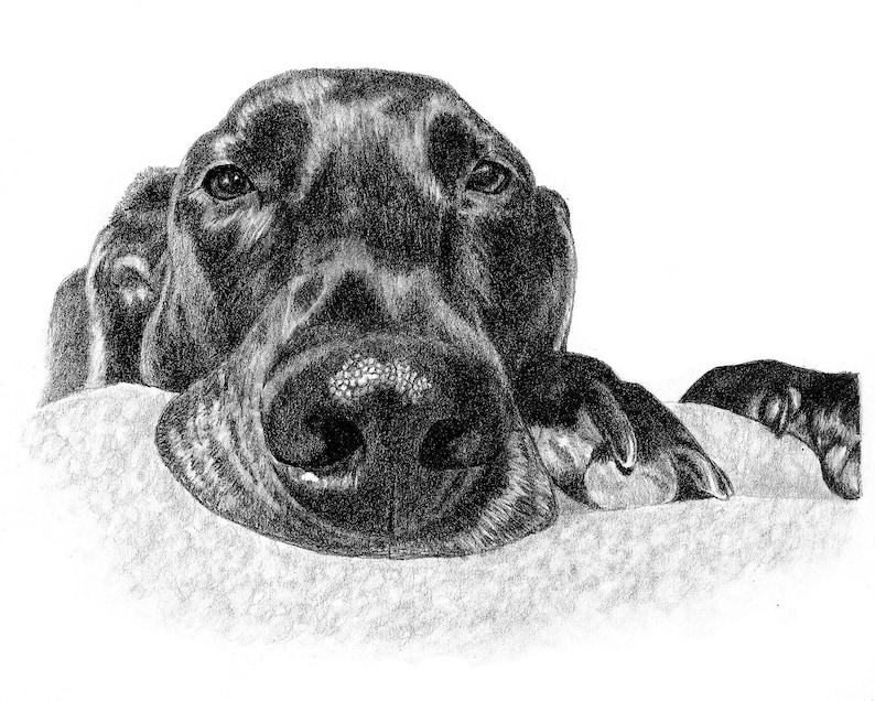 8x10 Dog Memorial Custom Pet Portrait Dog Drawing Pencil Etsy
