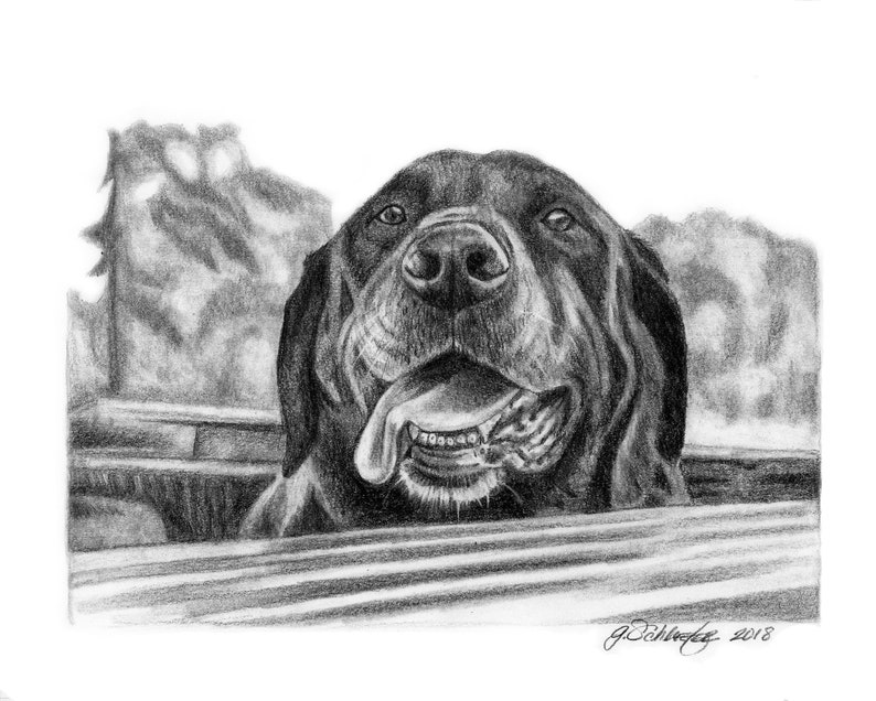 Pet Portrait Custom Dog Portrait Graphite Pencil 8x10 Sketch from Your Photos