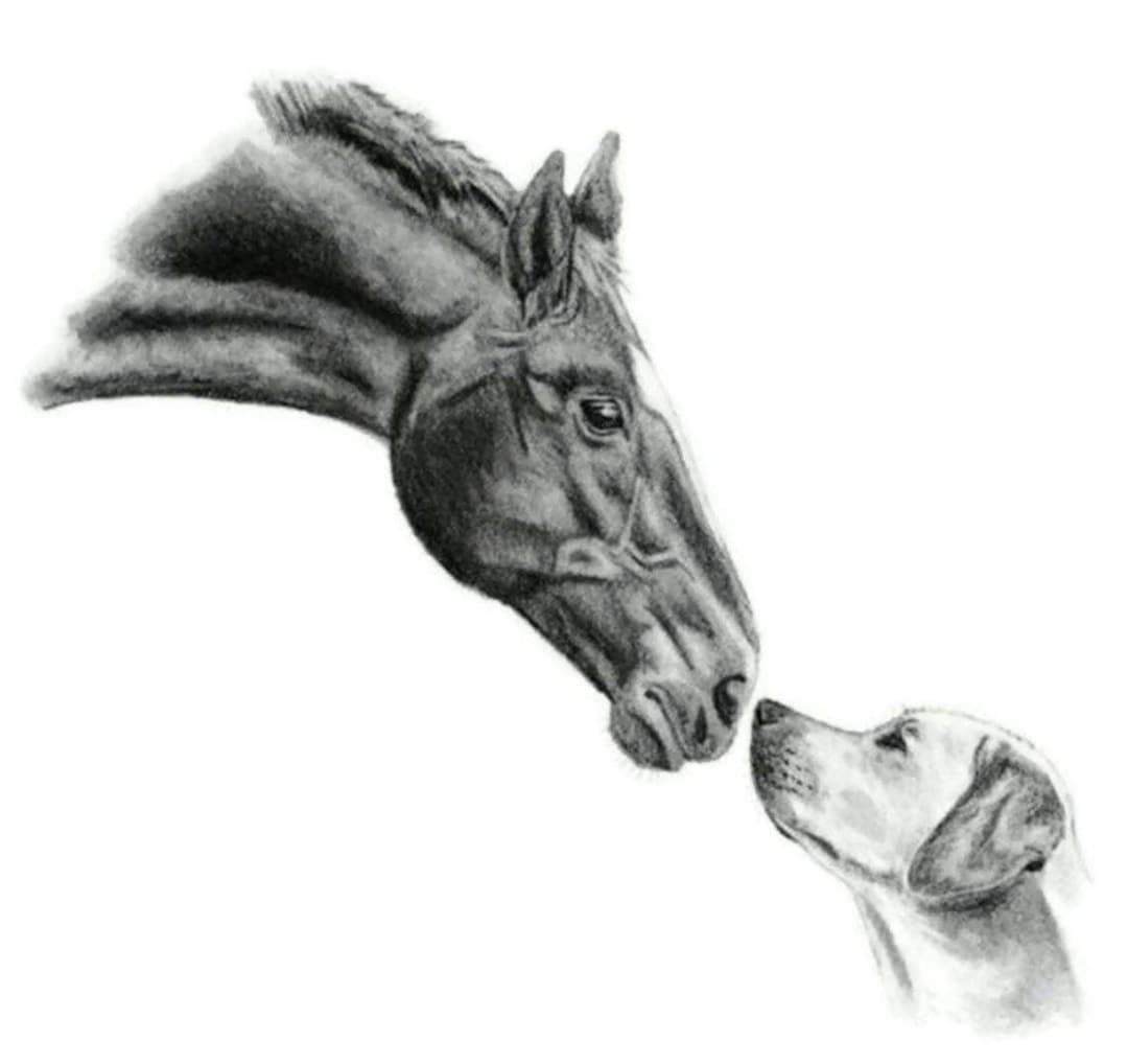 Dessin Cheval Realiste Noir Et Blanc Cheval et chien 8x10 Croquis Art Dessiné à la main Crayon - Etsy Canada