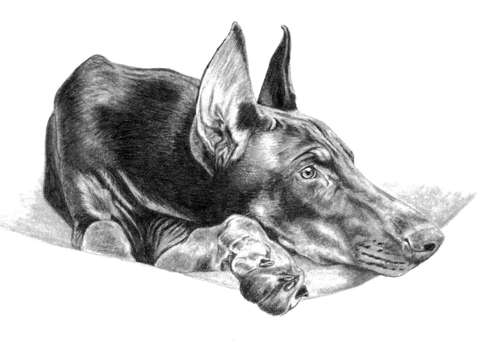 Doberman Dog Sketch Print 8x10 Pet Portrait Copy of - Etsy