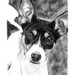 8x10' Print Copy of Original Hand Drawn Pencil Pet Portrait of a Rat Terrier Illustration Drawing of Dog Gift Idea