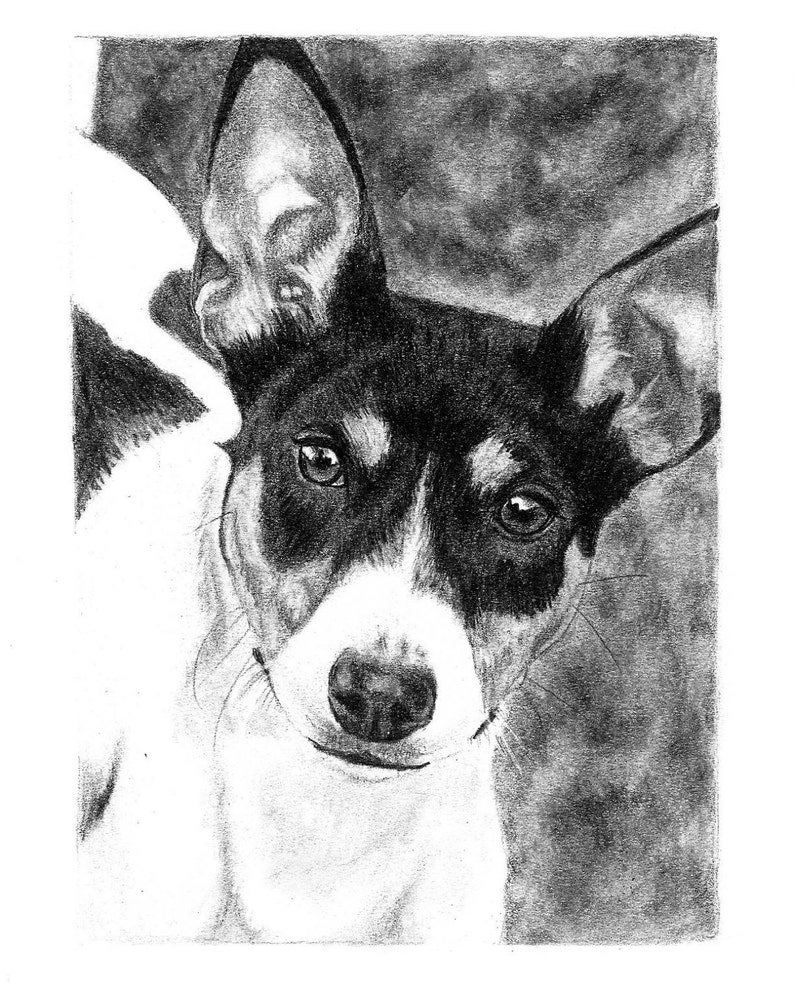 8x10' Print Copy of Original Hand Drawn Pencil Pet Portrait of a Rat Terrier Illustration Drawing of Dog Gift Idea 