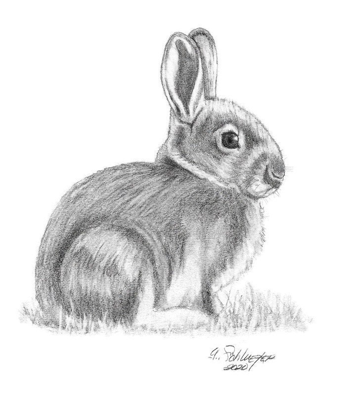Cute Bunny. Rabbit Pencil Sketch Illustration. T-shirt Print with Cute Bunny  Stock Illustration - Illustration of holiday, detail: 72597031