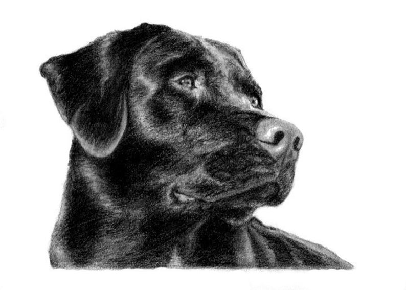 8x10 Black Lab/Labrador Dog Sketch Pet Portrait Print of Original Hand Drawn Pencil Drawing Lifelike Ships Fast image 2