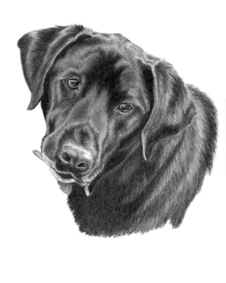 Большая черная собака рисунок