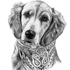 8x10 Golden Retriever Hand Drawn Pencil Sketch From Photo Customized Art Mom Gifts Lifelike Pet Portrait image 6