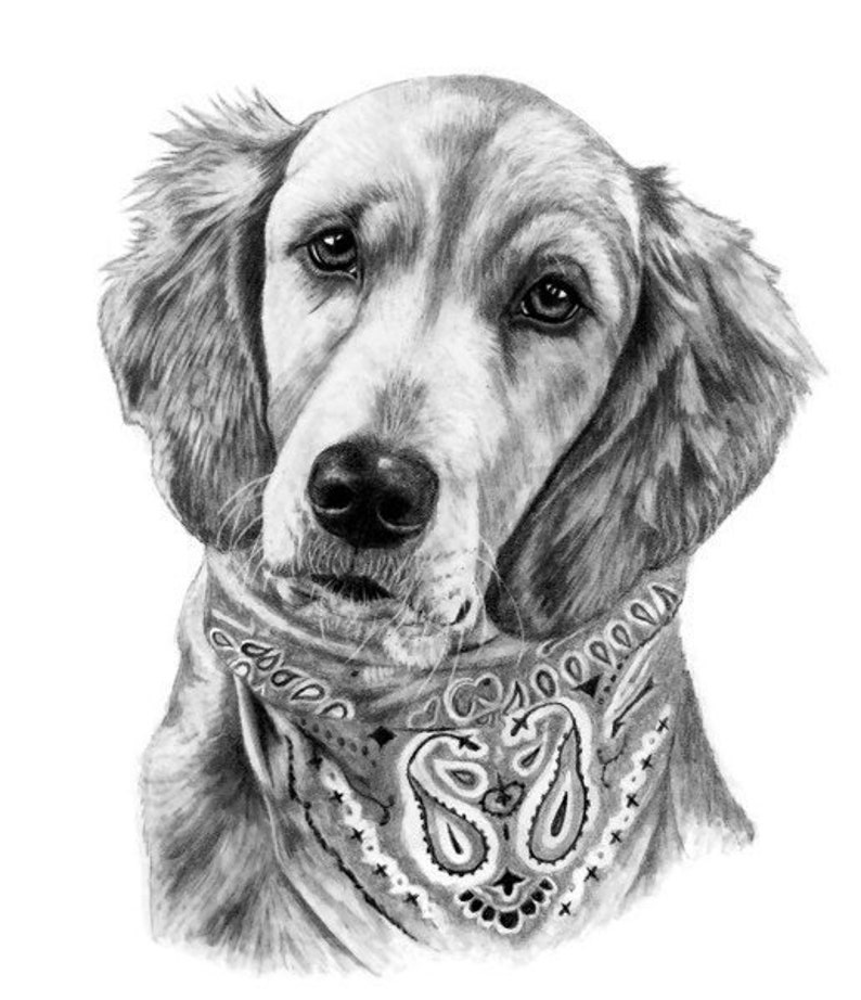 8x10 Golden Retriever Hand Drawn Pencil Sketch From Photo Customized Art Mom Gifts Lifelike Pet Portrait image 6