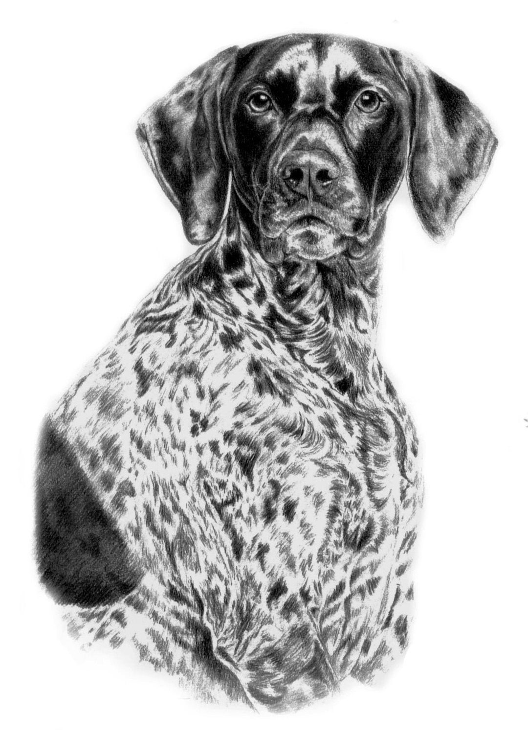 German Shorthair Pointer Dog Pencil Sketch Art Print (8x10) - Etsy