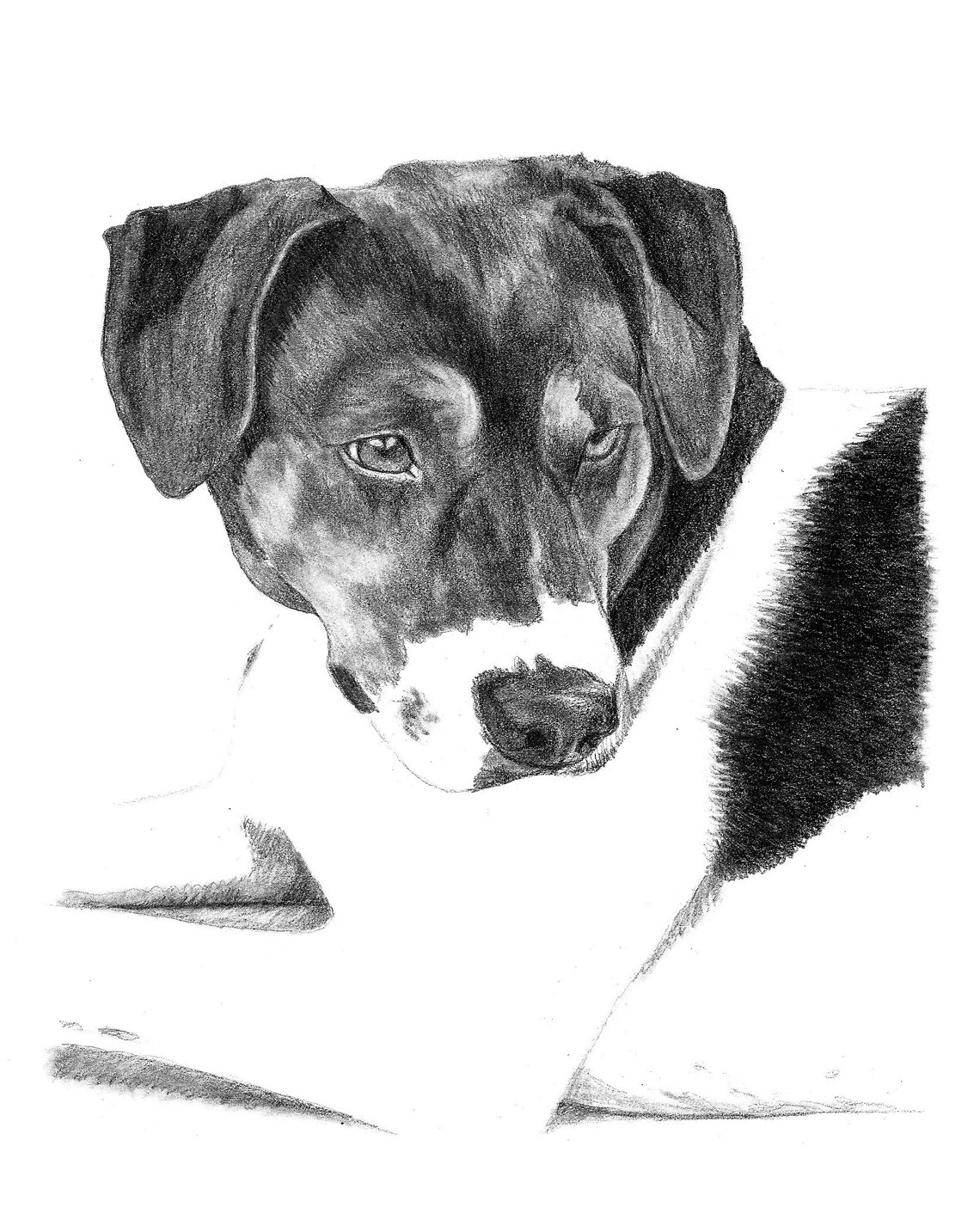 5x7 Custom Pet Portrait Hand Drawn Sketch Pencil Etsy