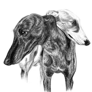 Print of Hand Drawn Sketch of 2 Greyhounds Art Pet Portrait Dog Drawing 8x10" Size Hound Art