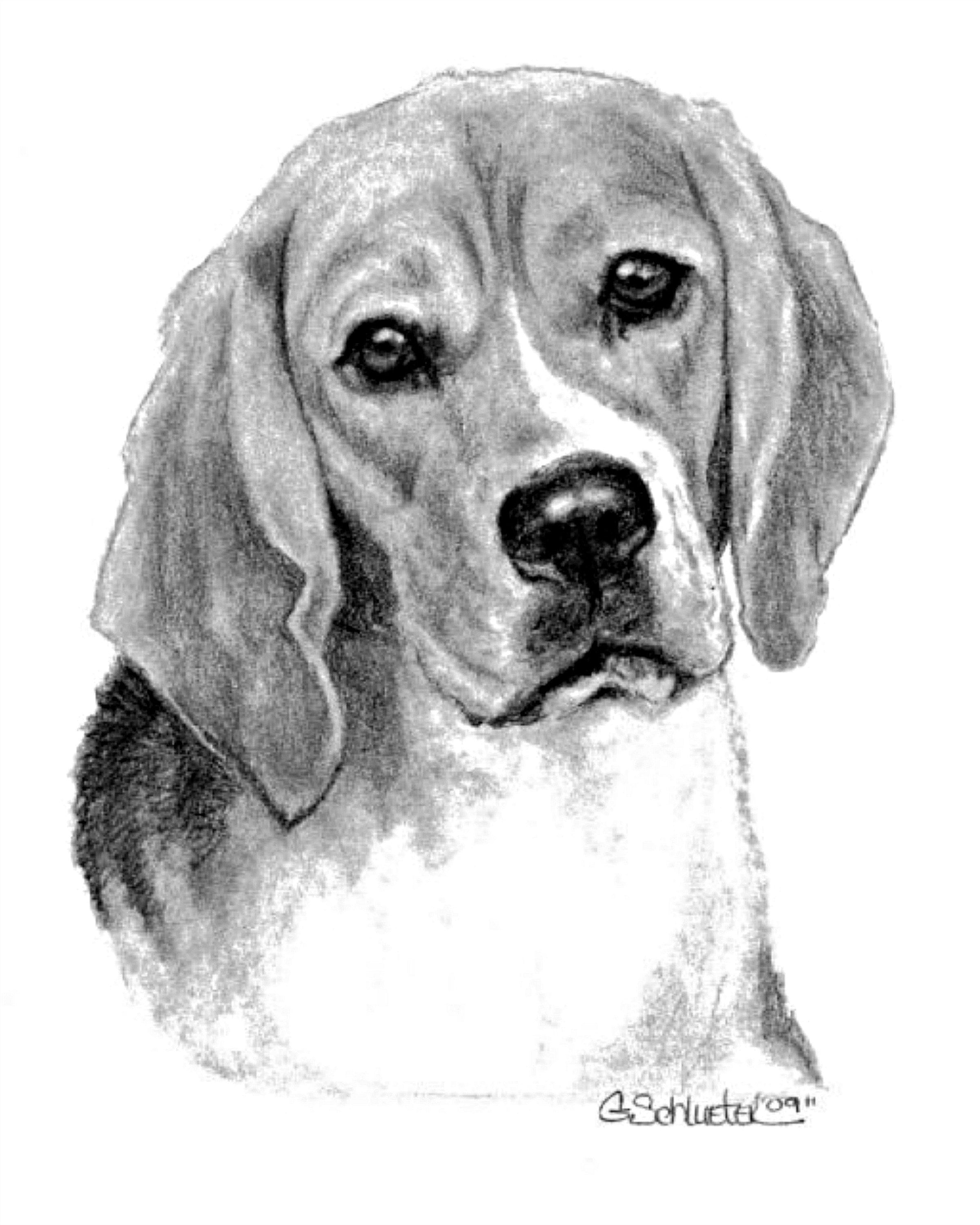 8x10 Beagle Print Copy of Original Hand Drawn Pencil Pet Etsy