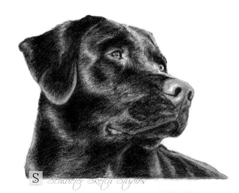 8x10 Black Lab/Labrador Dog Sketch Pet Portrait Print of Original Hand Drawn Pencil Drawing Lifelike Ships Fast image 1