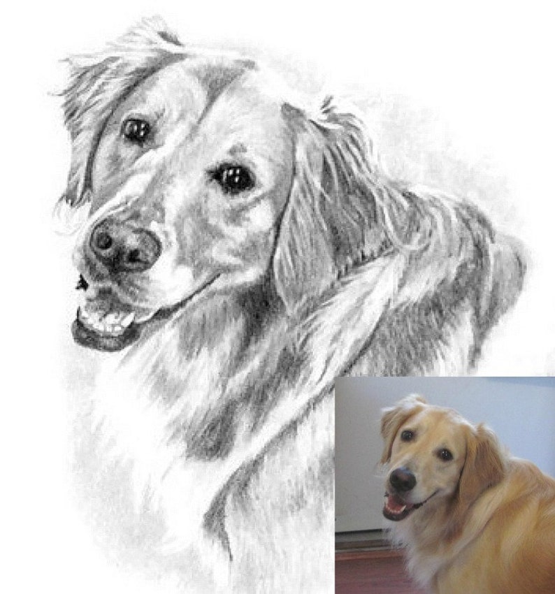 8x10 Golden Retriever Hand Drawn Pencil Sketch From Photo Customized Art Mom Gifts Lifelike Pet Portrait image 4