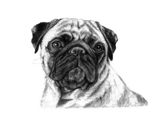 8x10 Pug Imprimir Copia De Dibujo A Mano Lapiz Dibujo Dibujo Etsy