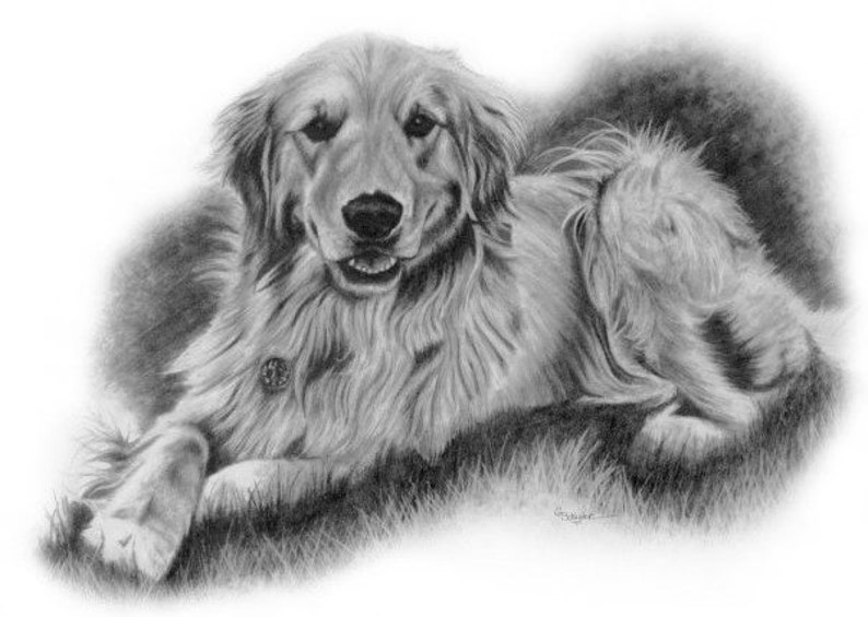 8x10 Golden Retriever Hand Drawn Pencil Sketch From Photo Customized Art Mom Gifts Lifelike Pet Portrait image 1