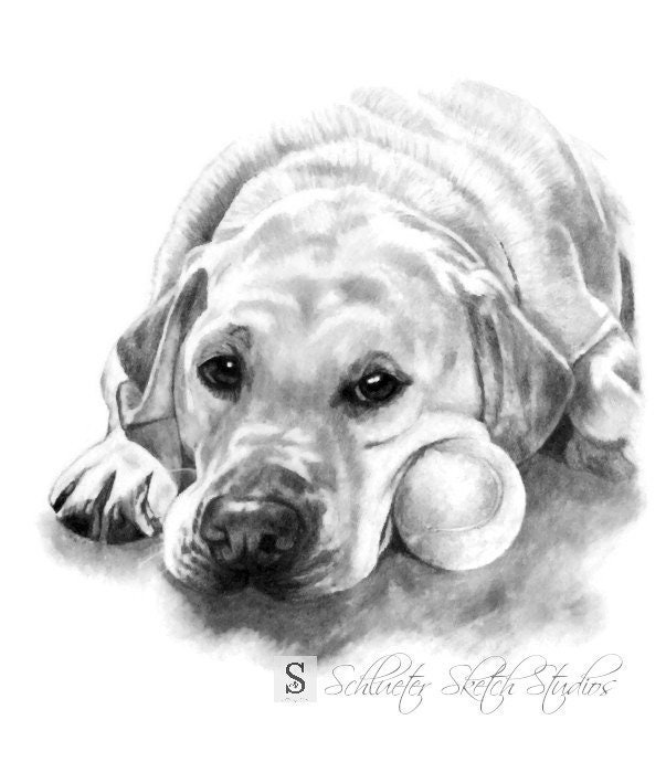 8x10 Custom Pet Portrait Dog Drawing Print Sketch From Etsy