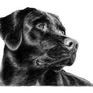Printable Black Labrador Retriever Dog Art Graphite Pencil Sketch Drawing Pet Portrait Digital Download