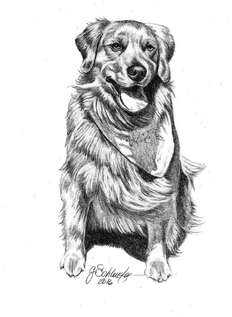 8x10 Golden Retriever Hand Drawn Pencil Sketch From Photo Customized Art Mom Gifts Lifelike Pet Portrait image 3