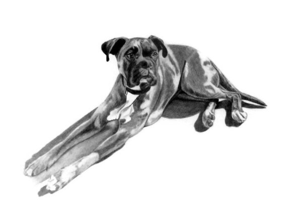 8x10 Boxer Dog Custom Pet Portrait Pencil Dog Drawing Of Photo Pet Memorial Gift Idea Sketch Art For Pet Lover Owner
