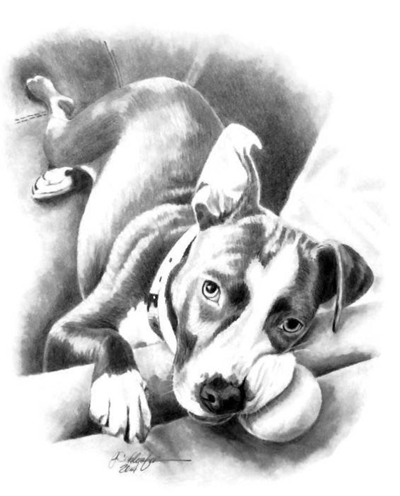 Download Pitbull Pet Portrait Custom Dog Personalized Pencil Drawing Etsy