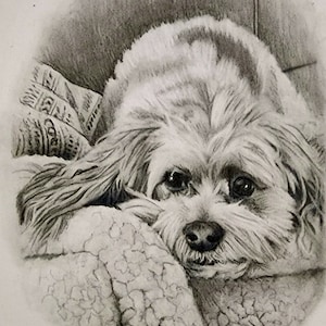 May include: A black and white pencil drawing of a small, fluffy dog resting on a blanket. The dog has a sweet expression and is looking directly at the viewer.