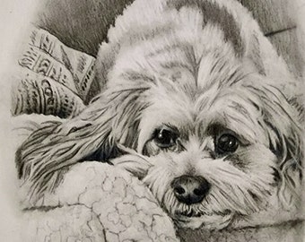 Pet Portrait 1 SUBJECT 4x6" Graphite Pencil "Quick" Sketch Realistic Drawing from Your Photos Specially Priced Piece