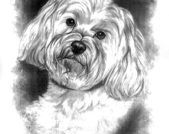 Maltese Dog Sketch Print 8x10" Pet Portrait Copy of Artist's Original Hand Drawn Art