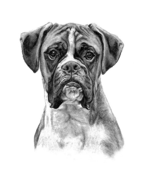 8x10 Boxer Dog Custom Pet Portrait Pencil Dog Drawing of | Etsy