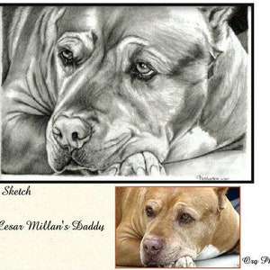 Custom Pet Portrait Dog Drawing Hand Drawn Pencil Sketch from Photo Dog Portrait Custom