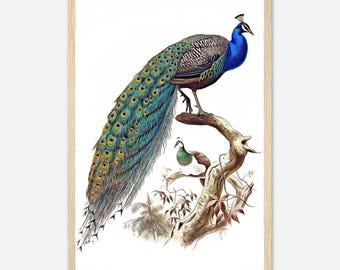 Vintage Peacock Illustration, Antique Bird Wall Art Poster - Etsy