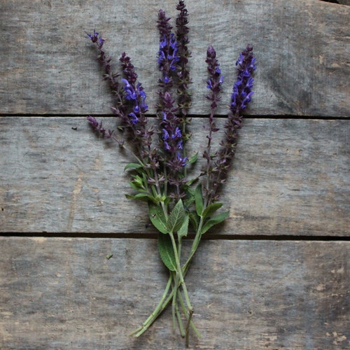 Salvia Caradonna, organic flower seeds, heirloom seeds, flower seeds, gardener gift, cottage garden, salvia seeds, perennial flower seeds