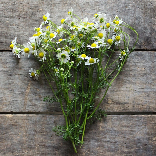 German Chamomile, heirloom seeds, organic seeds, herb garden, organic herbs, herb seeds, flower seeds, natural pest control, gardener