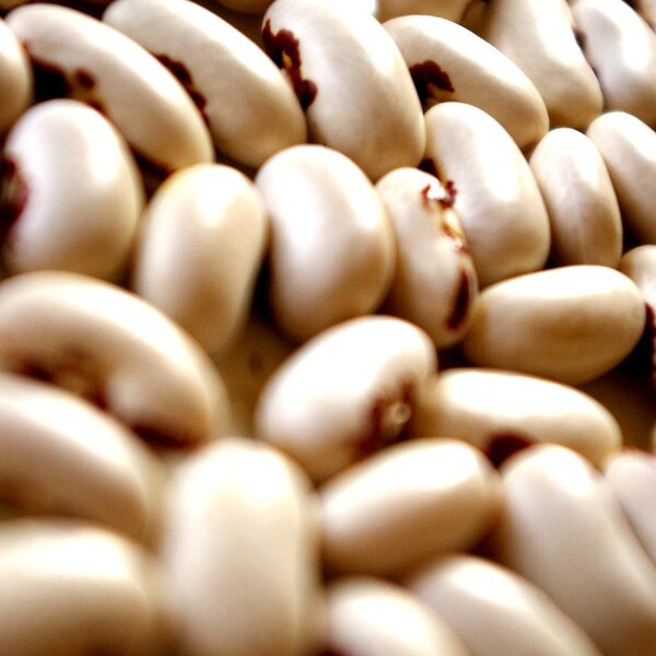 Organic Vegetable Seeds, Soldier Dry Bean, heirloom seeds from our farm in handmade seed packets, vegetable garden, gardening supplies