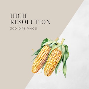 May include: Two watercolor painted ears of corn with green husks. The corn is yellow and the husks are green. The corn is arranged in a diagonal line.