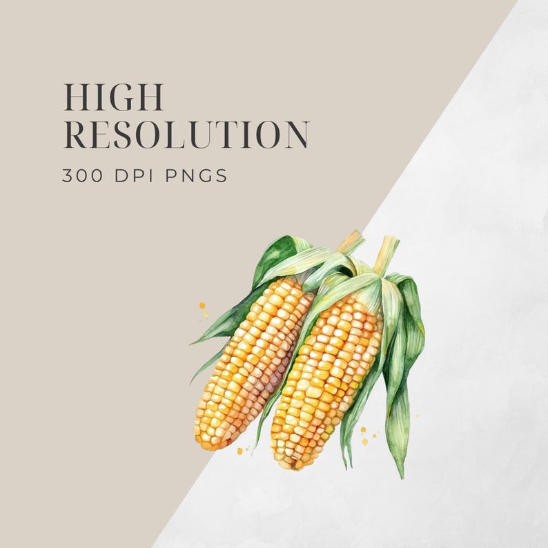 May include: Two watercolor painted ears of corn with green husks. The corn is yellow and the husks are green. The corn is arranged in a diagonal line.