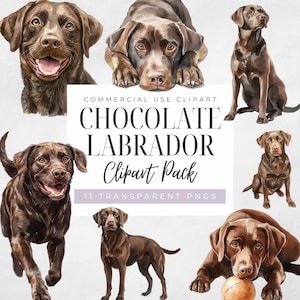 Chocolate Lab Watercolor Clipart, Transparent Png, Realistic Dog Breeds, Commercial Use, Dog Owner Gift, Labrador Retriever,Digital Download
