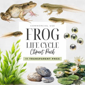 Puede incluir: Ilustración en acuarela del ciclo de vida de una rana, con una rana, renacuajos, huevos de rana y plantas acuáticas. El texto "FROG LIFE CYCLE Clipart Pack" se muestra.
