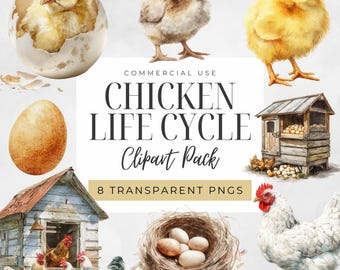 Chicken Life Cycle Clipart, Farm Animal PNG, Hen Chick Egg, Growth Stages Illustration Clip Art, Science Classroom, Homeschool Printable